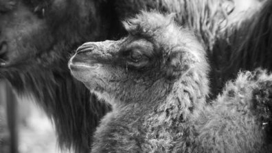 Във варненския зоопарк се роди бяло двугърбо камилче