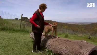 Семейство в Австралия спаси куче динго 