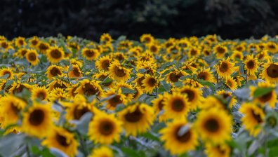 У нас засаждат все повече площи със слънчоглед, пшеничните продукти ще поскъпнат