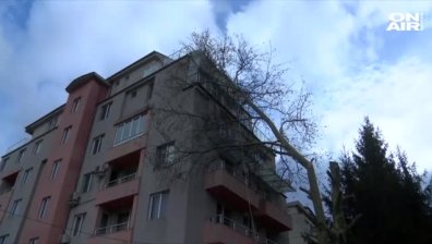 40-годишен кедър потроши тераси на блок в Казанлък