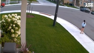 Куче спаси дете, нападнато от койот (+ВИДЕО)