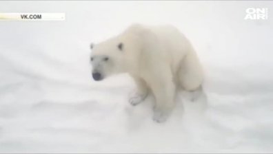 Агресивни полярни мечки превзеха руския архипелаг Нова земя