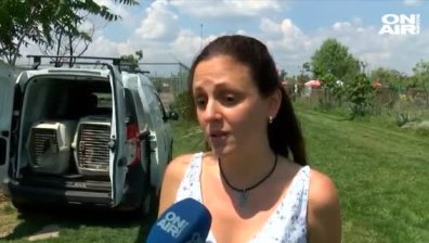 Зоопаркът в Бургас приюти лебед с отрязани крила и ранени щъркели