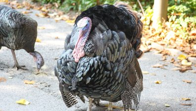 Унищожават 10 000 пуйки във Великобритания заради птичи грип