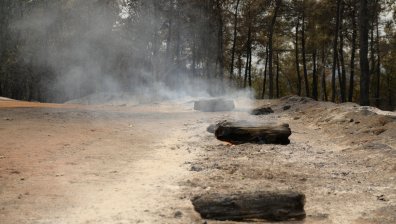 Пожарът в Еврос е овладян, екологичната катастрофа в гората Дадия е необратима