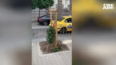 Изпочупиха новозасадени дръвчета в центъра на София