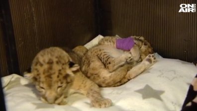 Възстановяват се лъвчетата от зоопарка в Благоевград