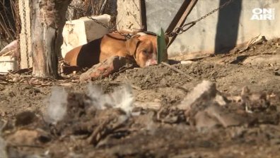 Съдът освободи собственика на кучето, убило 3-годишно дете в Мокрище