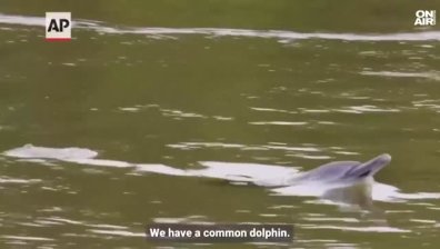 Делфин във водите на Темза в Лондон притесни биолозите (+ВИДЕО)