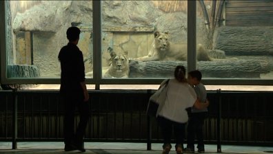 Човешка немърливост и стари клетки - основен риск в зоопарковете