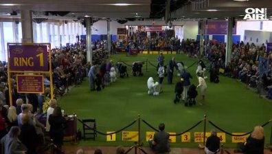 3000 кучета взеха участие в най-престижното изложение на четириноги в САЩ