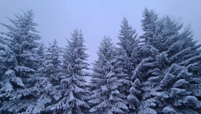 Жена оцеля след нощ в гората при минусови температури
