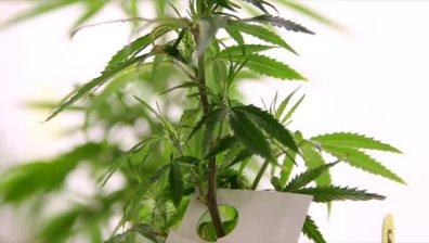 Канада официално легализира употребата и притежанието на марихуана