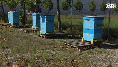 Пчелари  излизат на протест пред Министерството на земеделието