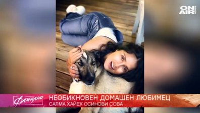 Салма Хайек осинови необикновен домашен любимец... С какво я впечатли една малка сова?