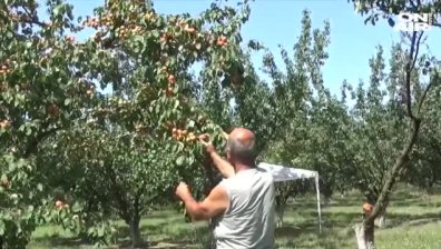 Производители на кайсии се оплакват: Няма нормален пазар за този плод