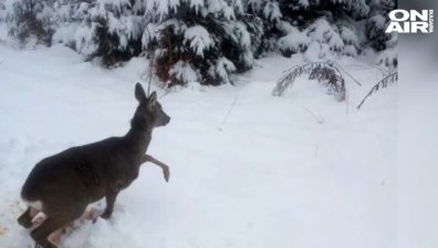 Спасиха сърничка в столичния кв. "Бояна"