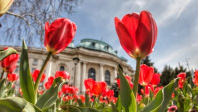 И София разцъфна, лалета красят сърцето на столицата