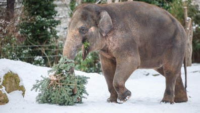 Коледни елхи станаха играчки и храна за животните в зоопарка в Берлин (СНИМКИ)