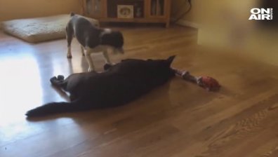 Когато мързелът те налегне