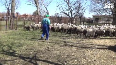 Българското агнешко не се купува, алармират животновъдите