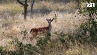Еленът лопатар, спасен от Bulgaria ON AIR, вече си има име