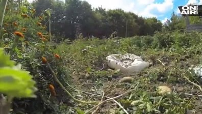 Градинар взривява еърбег, вместо да копае, за да вади картофи
