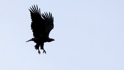 Полицаи в Ню Йорк спасиха белоглав орел от замръзнала река