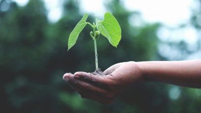Биотехнологично растение улавя вредните замърсители във въздуха у дома