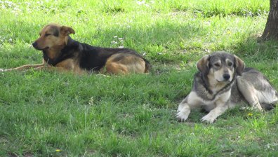 Сигнал в Helpbook: В Долна Диканя върлува глутница бездомни кучета