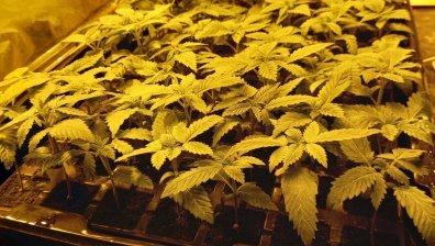 Закопчаха четирима "градинари" във високотехнологична наркооранжерия