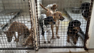 Доброволци се борят кучета в столична клиника да получат по-добри условия