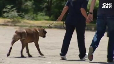 Оставят в ареста стопанина на кучетата, разкъсали мъж във Владо Тричков