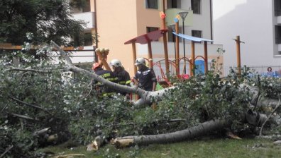 10-метрово дърво падна върху 2-годишно в Кюстендил