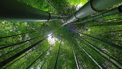 Инвестират 96,5 млн. лв в горите през 2018 г.