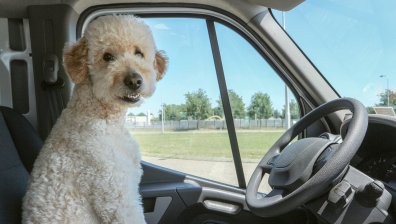 Не бях аз!: Пиян мъж опита да заблуди полицаи, че кучето му е карало колата