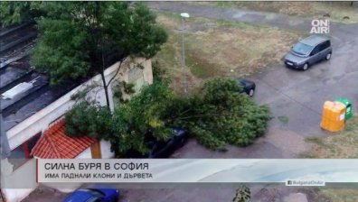 Буря събори дървета и клони в столицата - някои пътища са блокирани