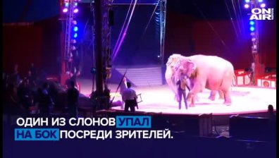 Зрител пострада леко - върху него паднал слон
