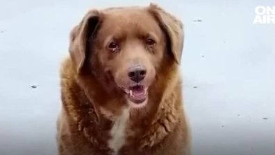 Най-старото куче в света е на повече от 30 години, живее в Португалия и яде човешка храна