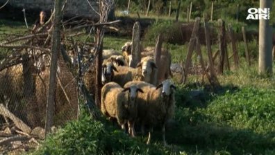 Пети ден продължава умъртвяването на болните животни в с. Шарково