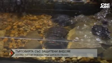 Трафикът на защитени видове - бизнес за милиарди