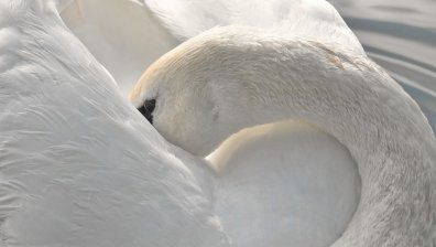 Заради любов: Опечален лебед блокира жп трафика в Германия