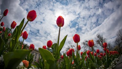 Топла и слънчева неделя, вадете късия ръкав