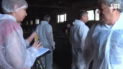 Заради чумата: Умъртвяват 40 хил. прасета в свинекомплекса в Бръшлен