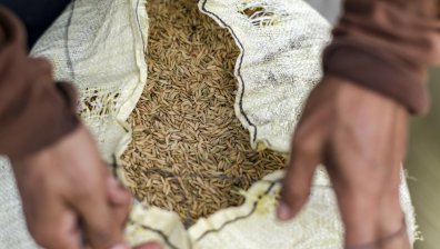Разбраха се за украинското зърно, край на риска милиони хора по света да гладуват