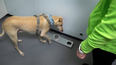 Кучетата откриват коронавирус по-бързо от PCR тестовете