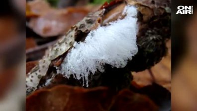 Дървета в горите на Ирландия осъмват с фризура "леден косъм“ (+видео)