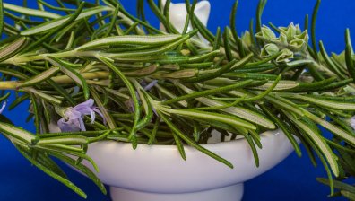 Как бихме могли да използваме розмарин при главоболие?