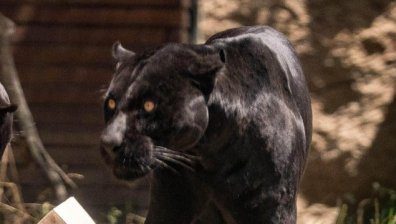 Нов сигнал за черната пантера, стигнала е до Дупница