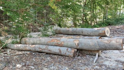 Все по-сериозни са съмненията за нарушения в сечище над Карлово преди потопа